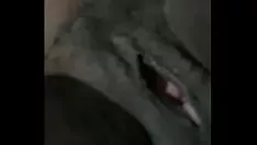 চালান সহজ কিটি-বিড়াল